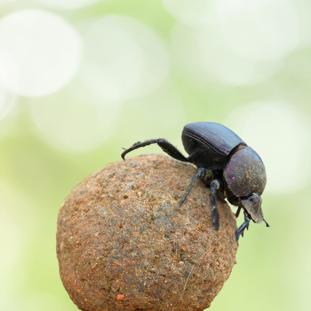 Biomimicry opleidingen - CO₂-voetafdruk masterclass