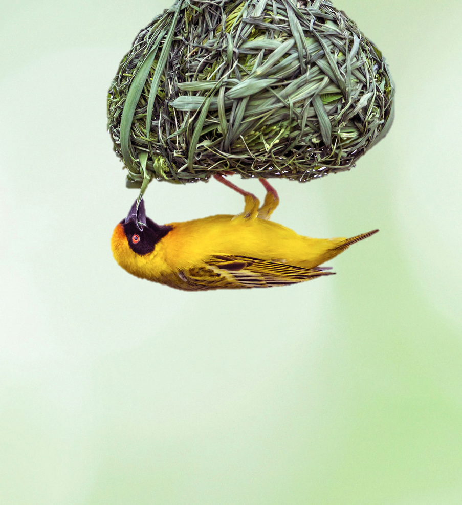 Biomimicry opleidingen - Expert Duurzame Woningbouwcorporatie masterclass
